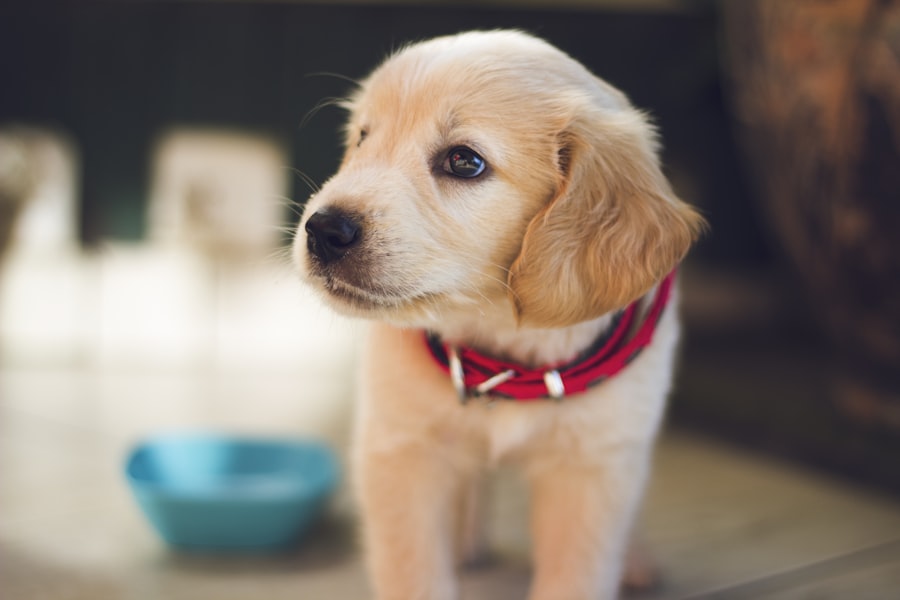 Glücklicher Hund