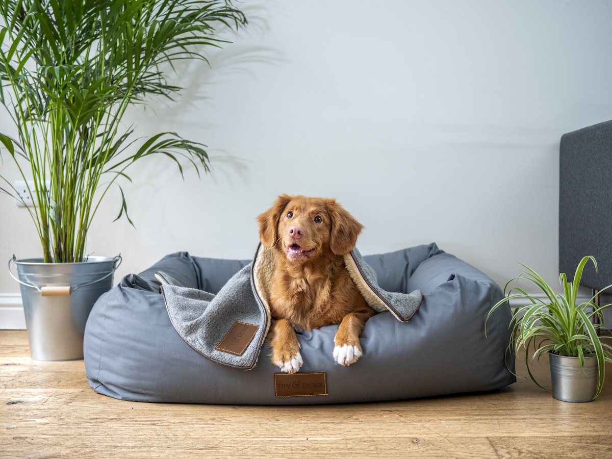 Hundesalon